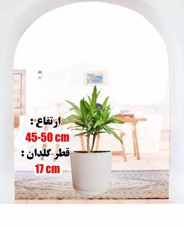 گیاه بامبو خاکی