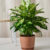 bloomscape_dieffenbachia_10in_clay-scaled-1