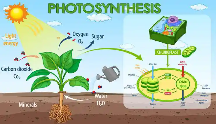photosynthesis